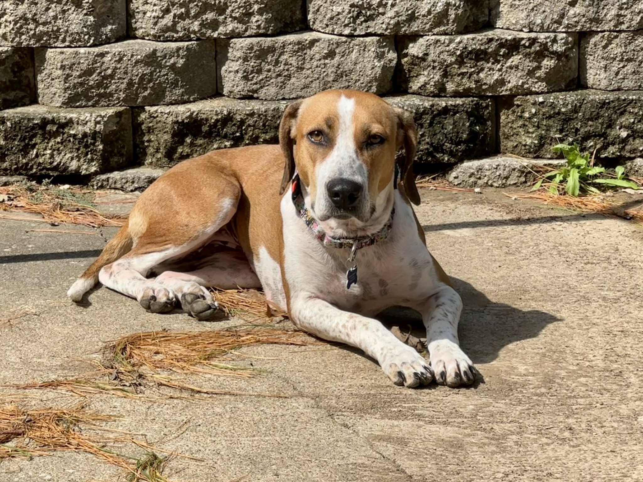 Cami, a Adoptable mixed breed in Columbia, MO image 4/6