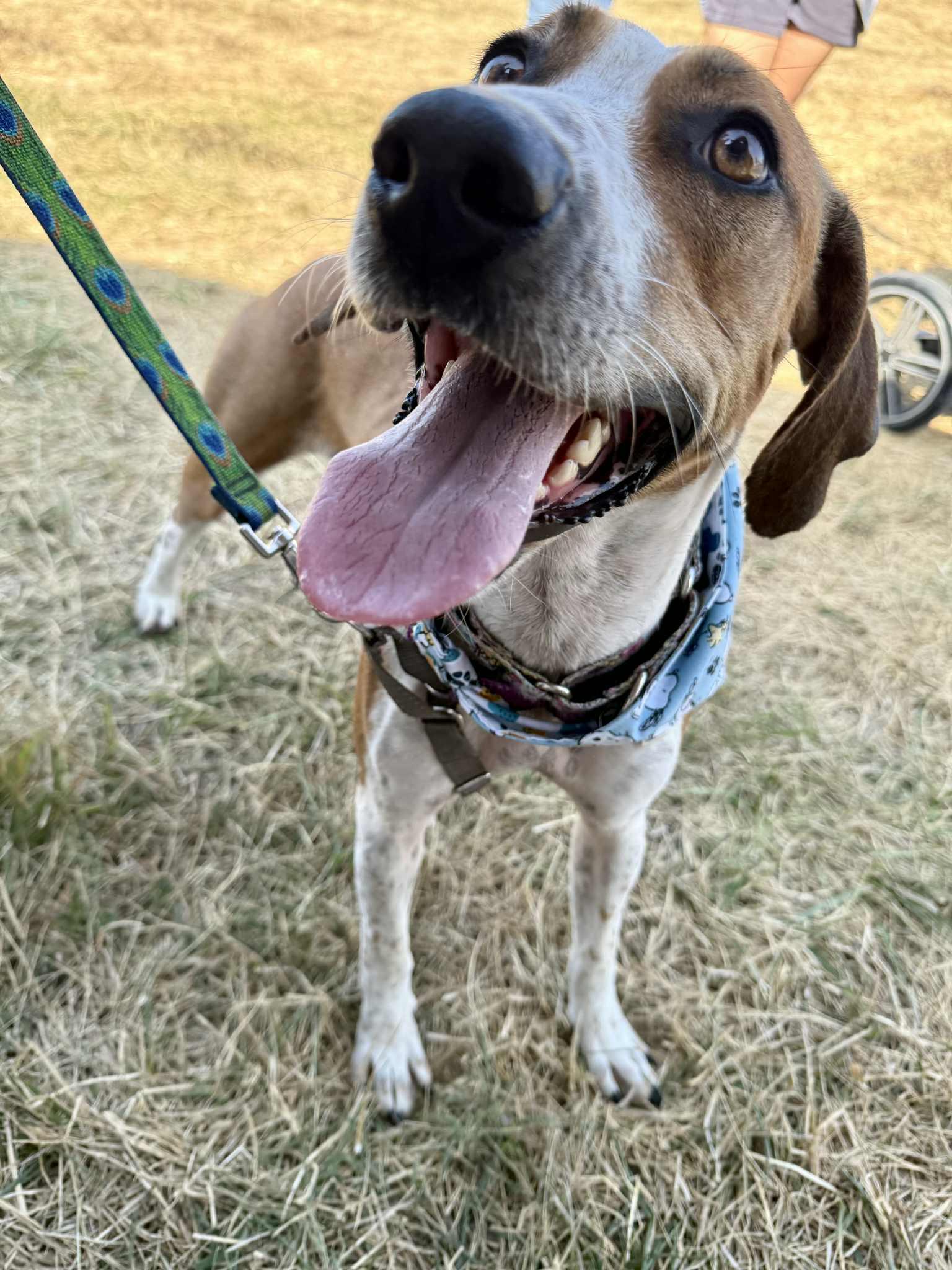 Cami, a Adoptable mixed breed in Columbia, MO image 5/6