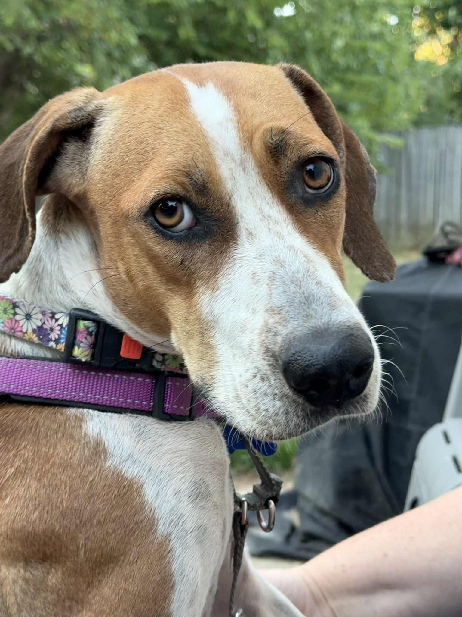 Cami, Adoptable, Adult Female Coonhound.