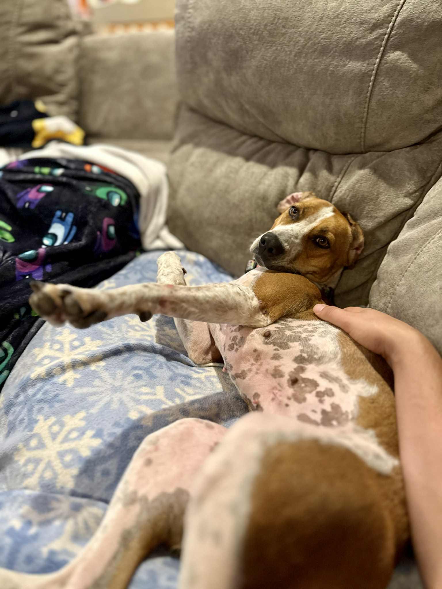 Cami, a Adoptable mixed breed in Columbia, MO image 6/6