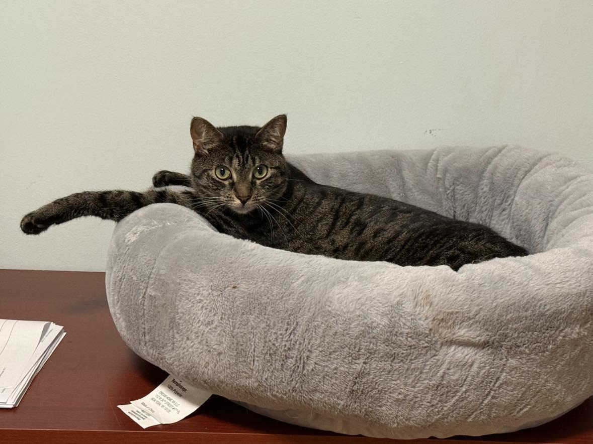 Amber, Adult Female Domestic Short Hair