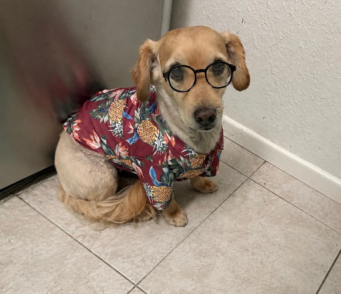 Enlarge Clark, a Adopted mixed breed in Phoenix, AZ image 3/4