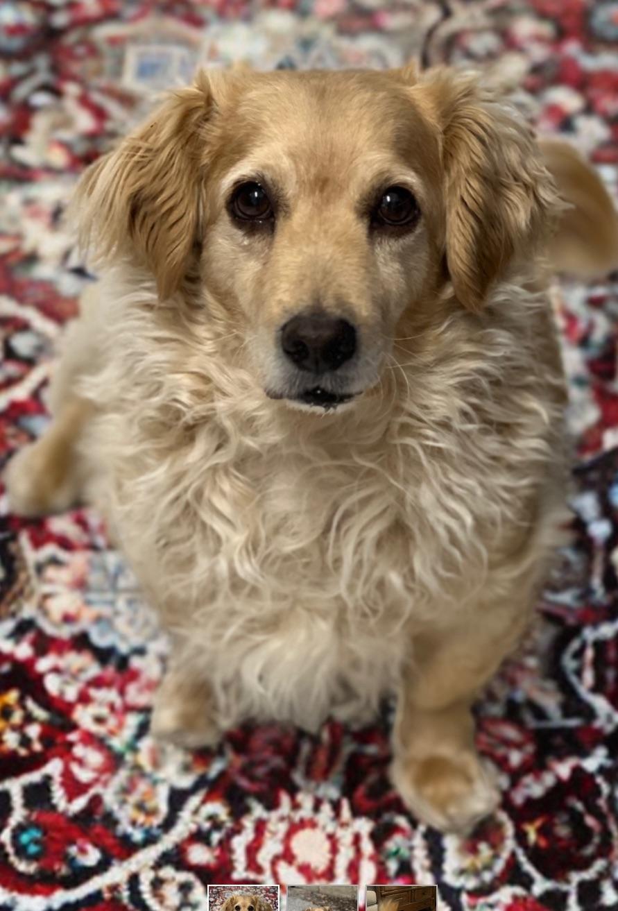 Enlarge Clark, a Adopted mixed breed in Phoenix, AZ image 4/4
