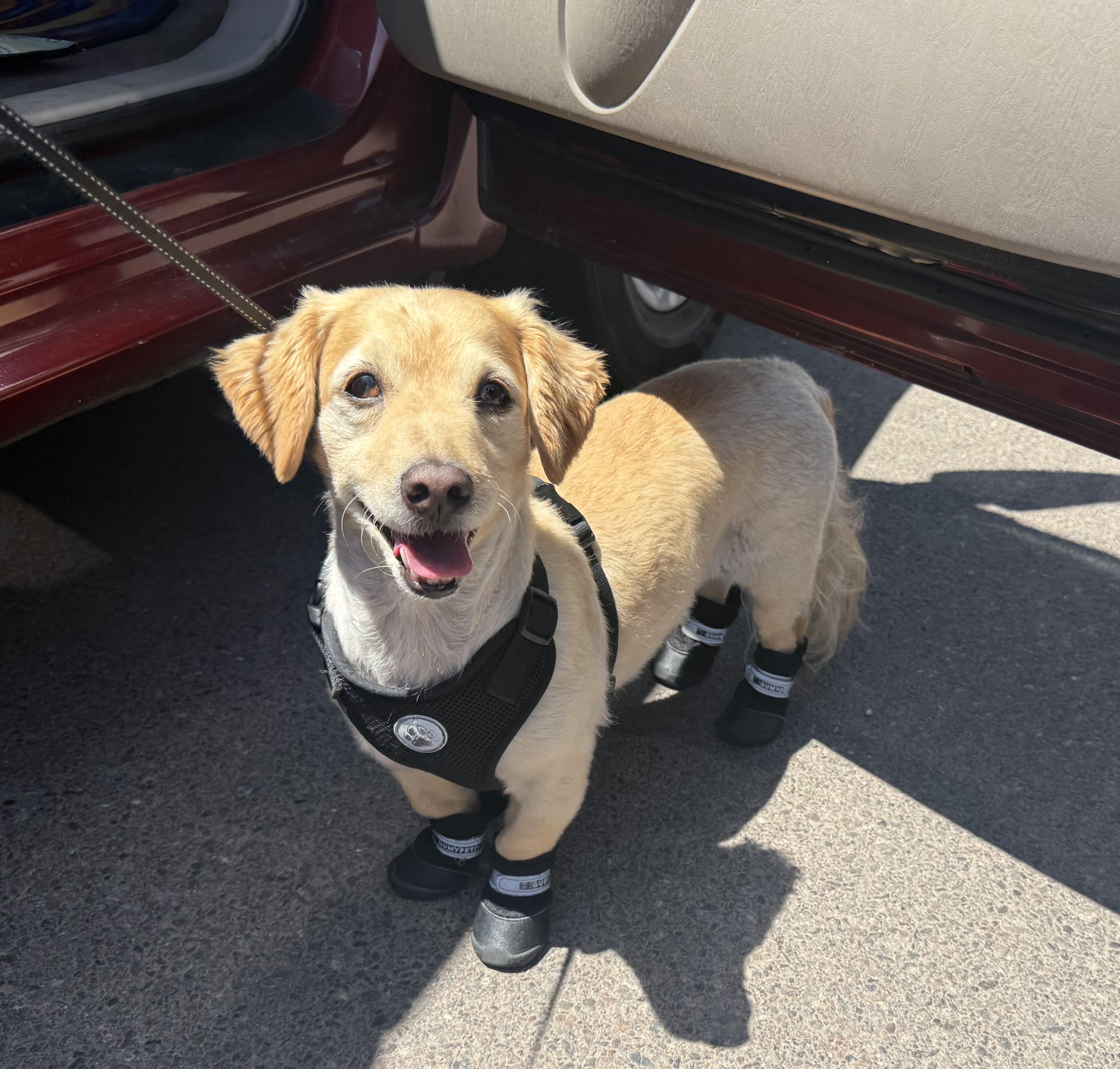 Enlarge Clark, a Adopted mixed breed in Phoenix, AZ image 2/4