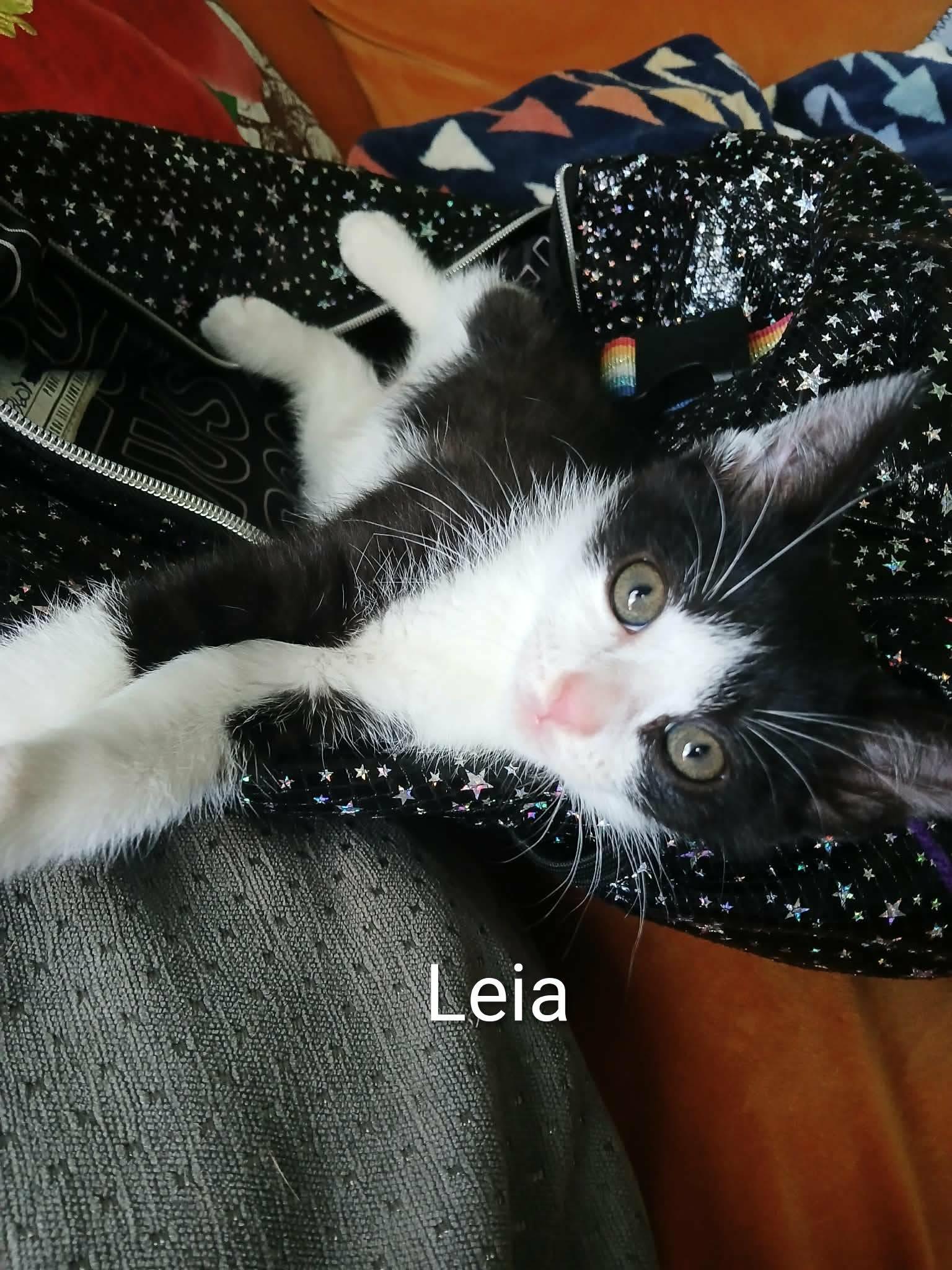 Enlarge Luke & Leia - Bonded Kittens, a ADOPTABLE mixed breed in Tacoma, WA image 1/4