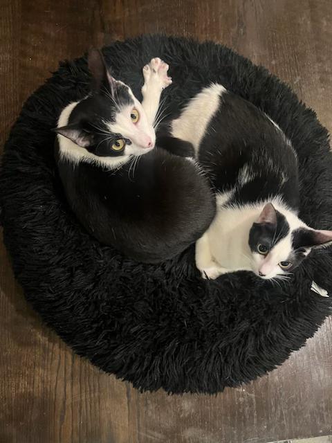 Gypsy, a Adoptable Domestic Short Hair in New York, NY image 6/6