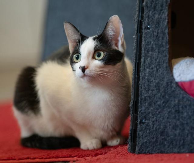 Gypsy, a Adoptable Domestic Short Hair in New York, NY image 5/6