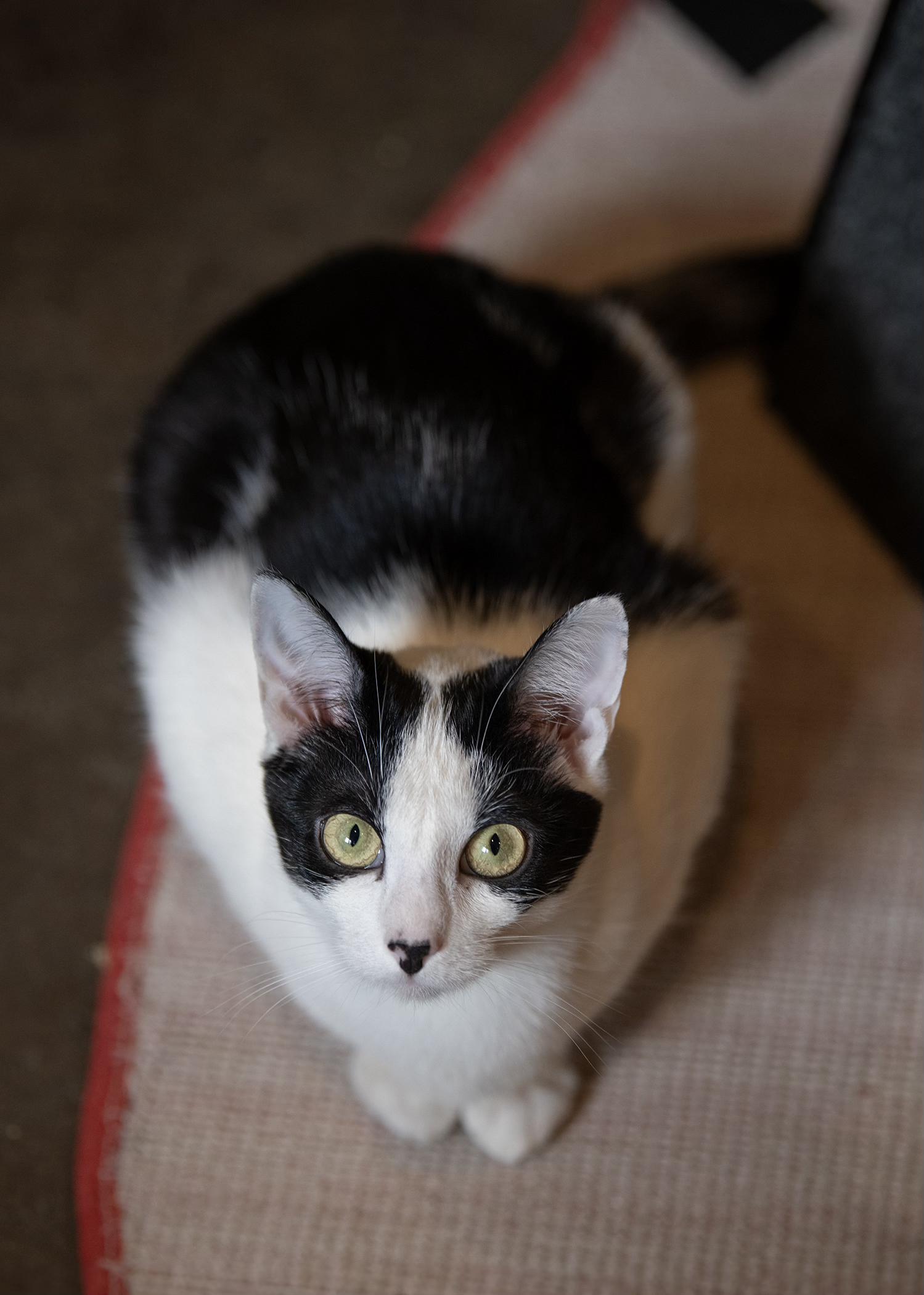 Gypsy, a Adoptable Domestic Short Hair in New York, NY image 4/6