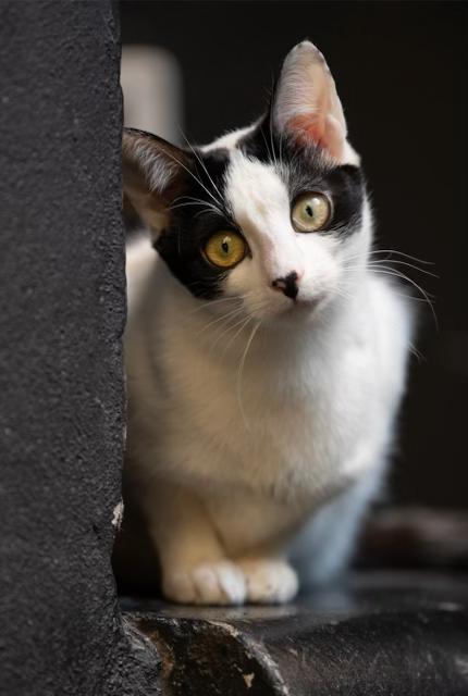 Gypsy, a Adoptable Domestic Short Hair in New York, NY image 1/6