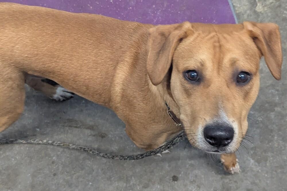 Enlarge Diesel, a Adopted mixed breed in Evansville, IN image 1/4