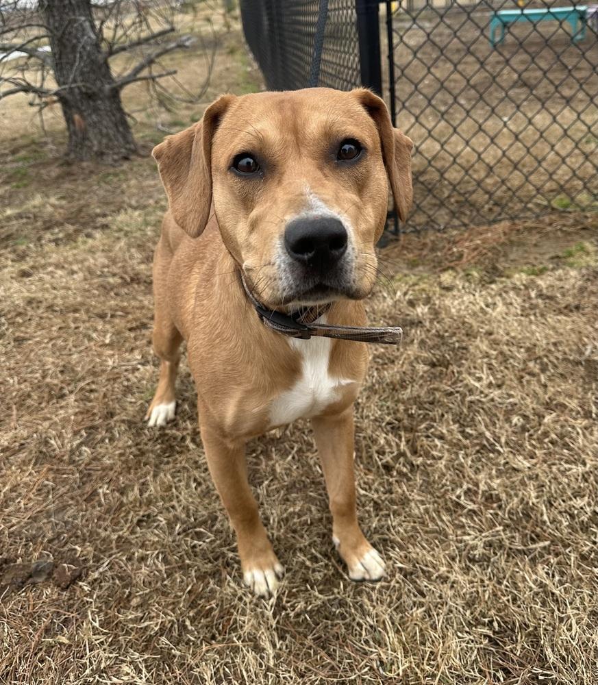 Enlarge Diesel, a Adopted mixed breed in Evansville, IN image 2/4