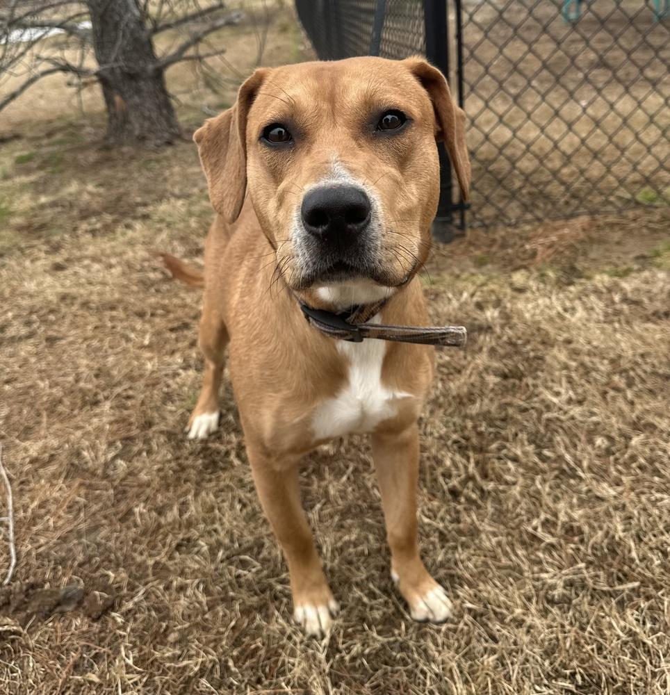 Enlarge Diesel, a Adopted mixed breed in Evansville, IN image 4/4