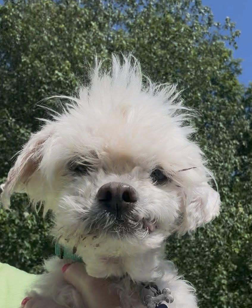 Mr Chip, adopted, Senior Male Maltese & Miniature Poodle.