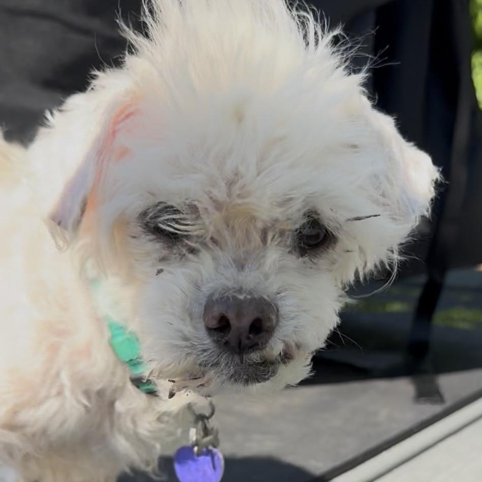 Enlarge Mr Chip, an adopted mixed breed in Rockville, MD image 3/4