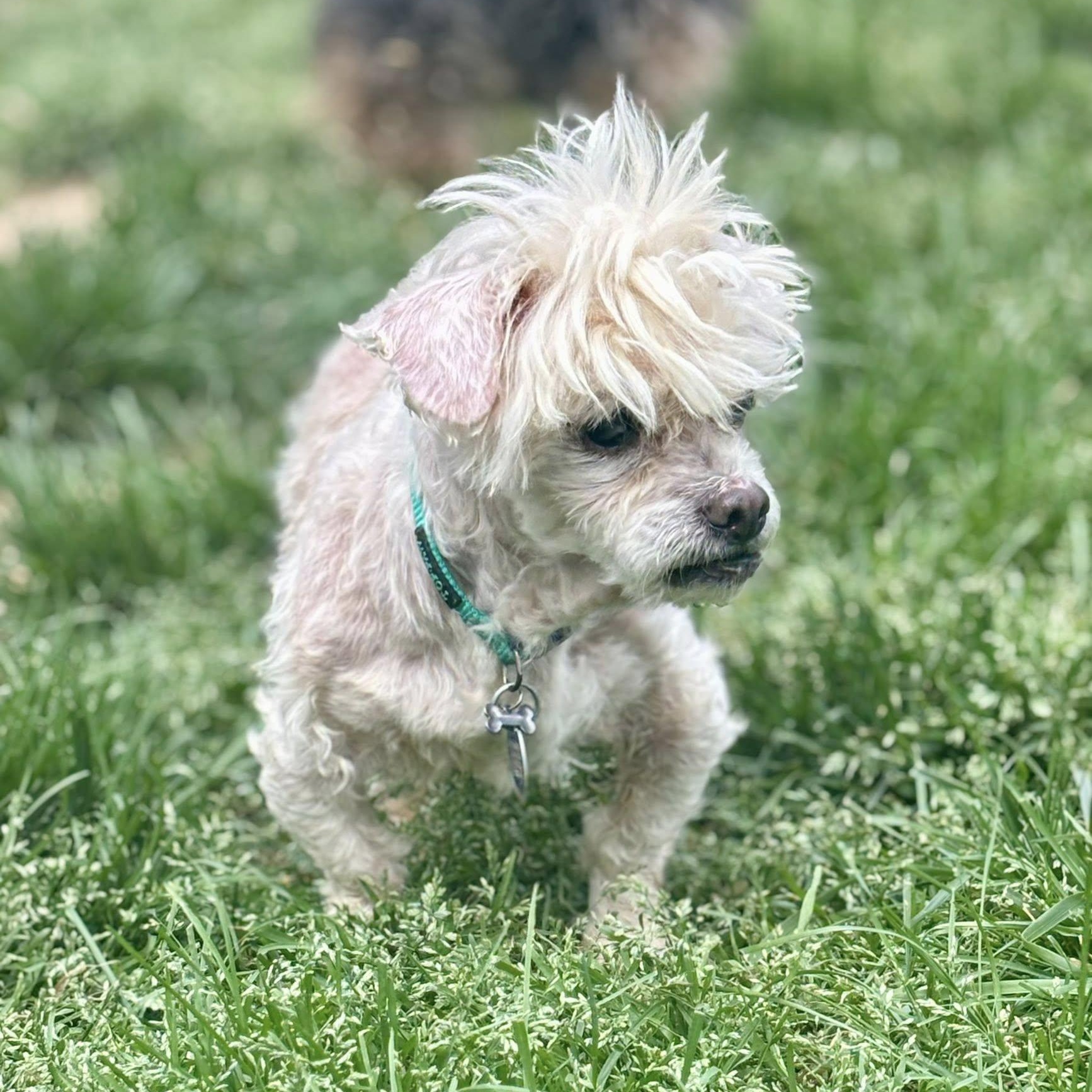 Enlarge Mr Chip, an adopted mixed breed in Rockville, MD image 2/4