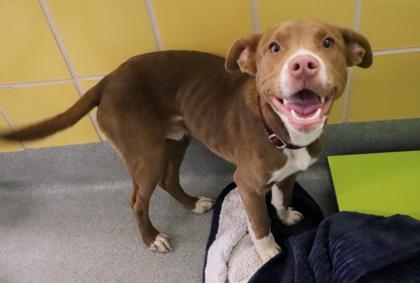 Enlarge Barktholomew, a Adoptable mixed breed in Longview, TX image 1/1