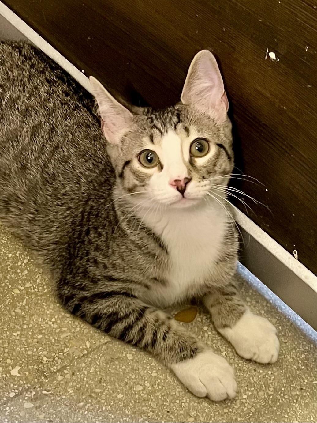 Bormio CR, ADOPTABLE, Kitten Male Domestic Short Hair.