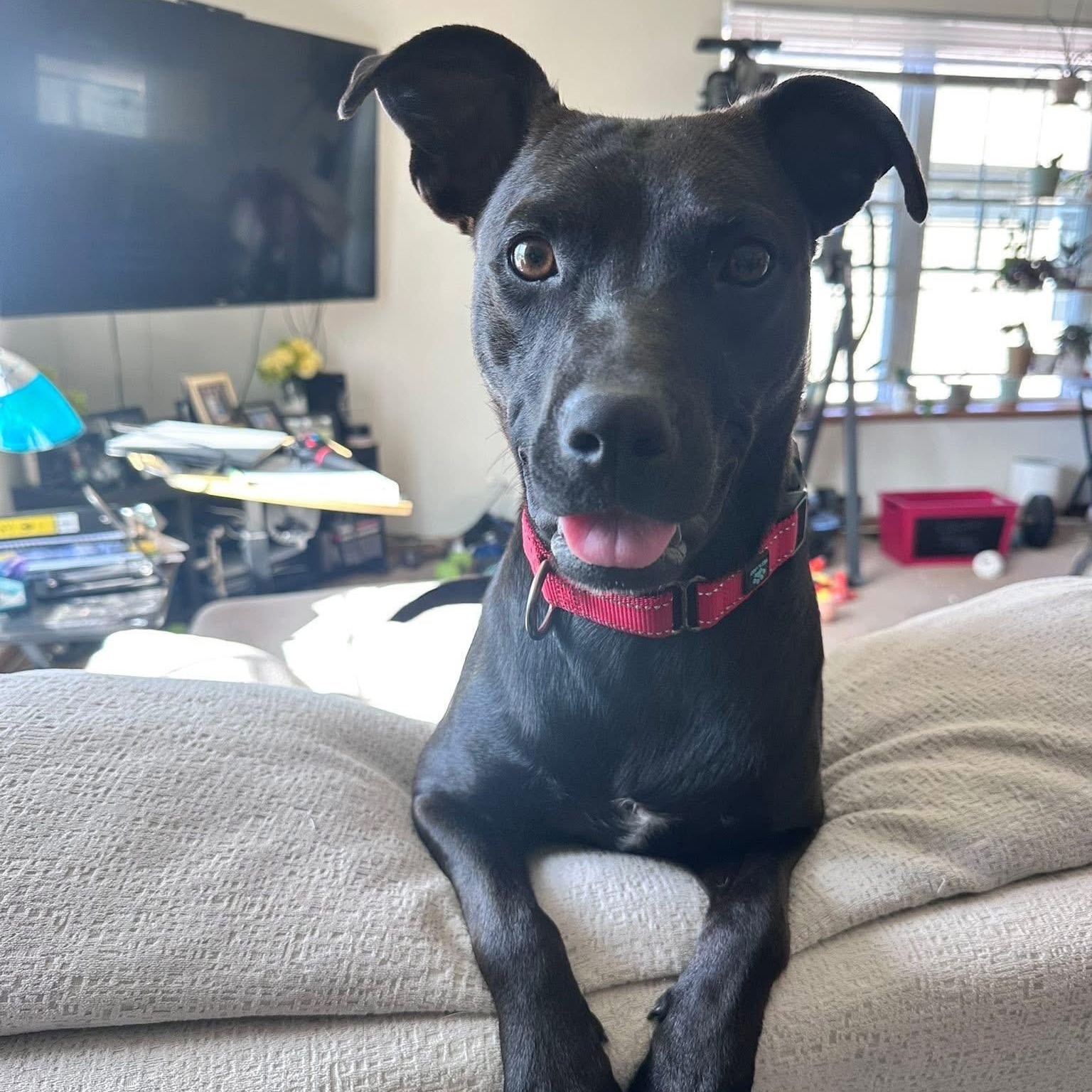 Zora, a ADOPTABLE mixed breed in McHenry, IL image 2/4
