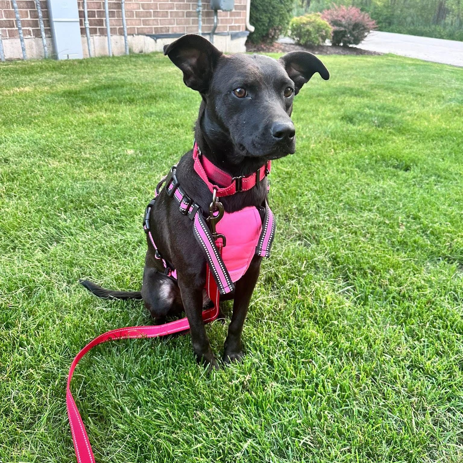 Zora, a ADOPTABLE mixed breed in McHenry, IL image 3/4