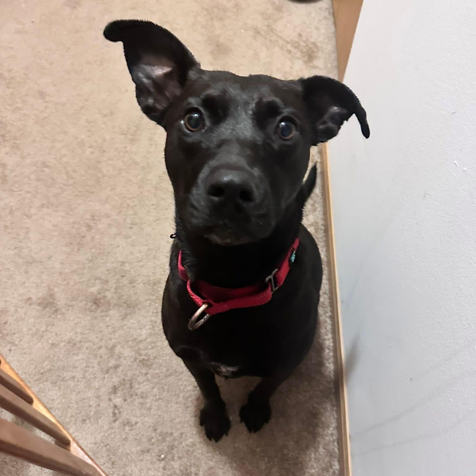 Zora, a ADOPTABLE mixed breed in McHenry, IL image 1/4