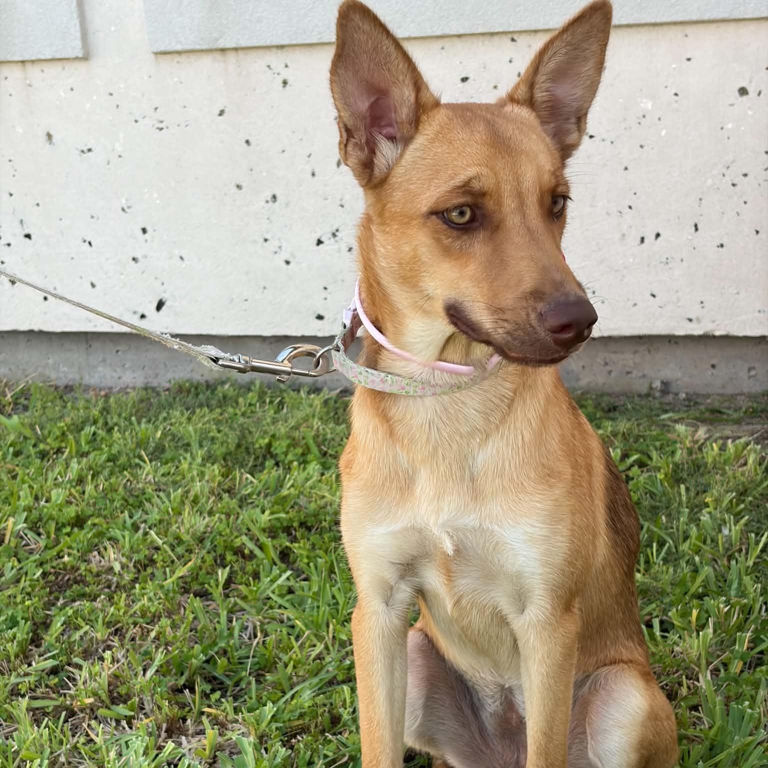 Enlarge Piper, a Adoptable mixed breed in Denver, CO image 4/6