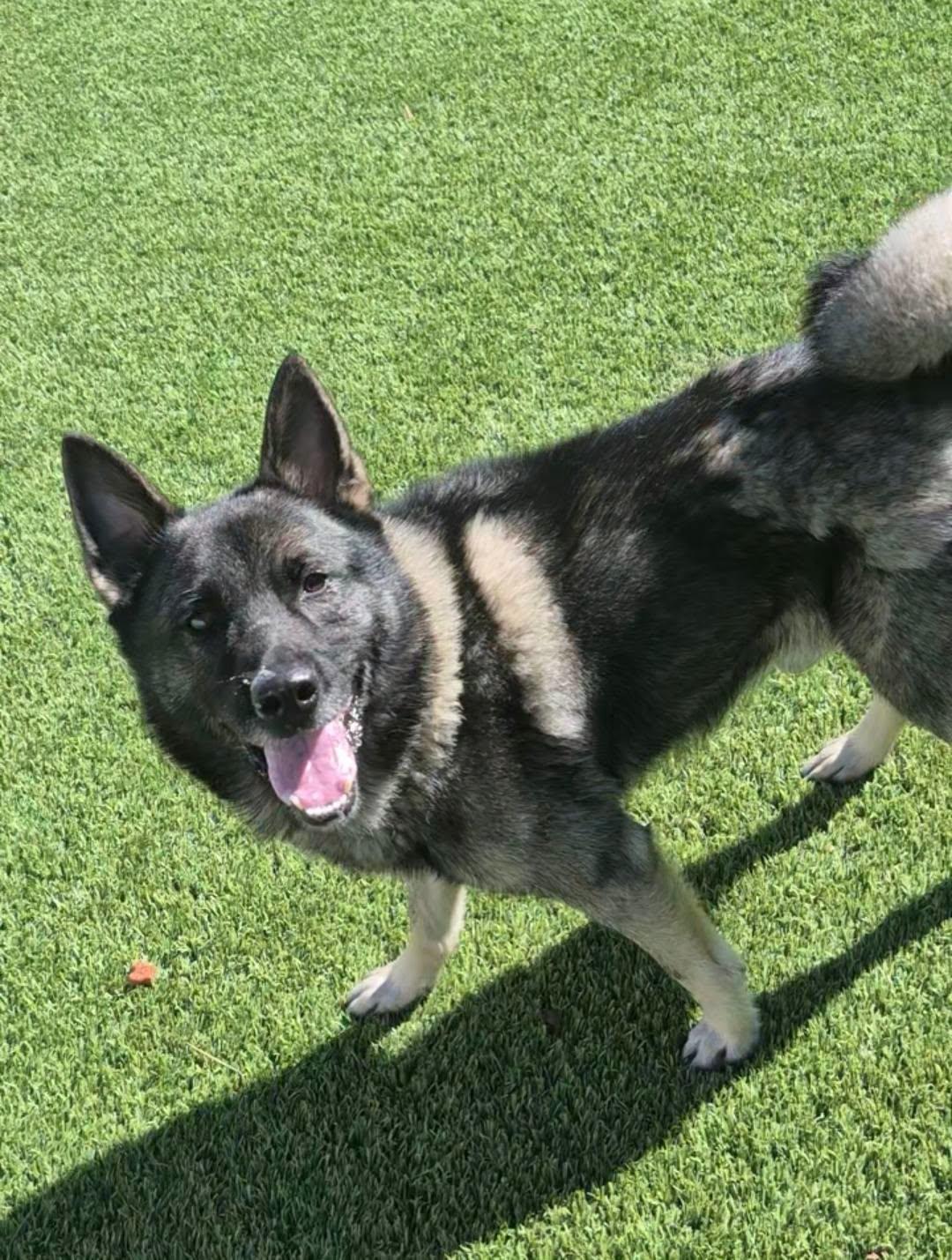 Enlarge Warlock, a Adoptable mixed breed in Frankfort, KY image 2/5