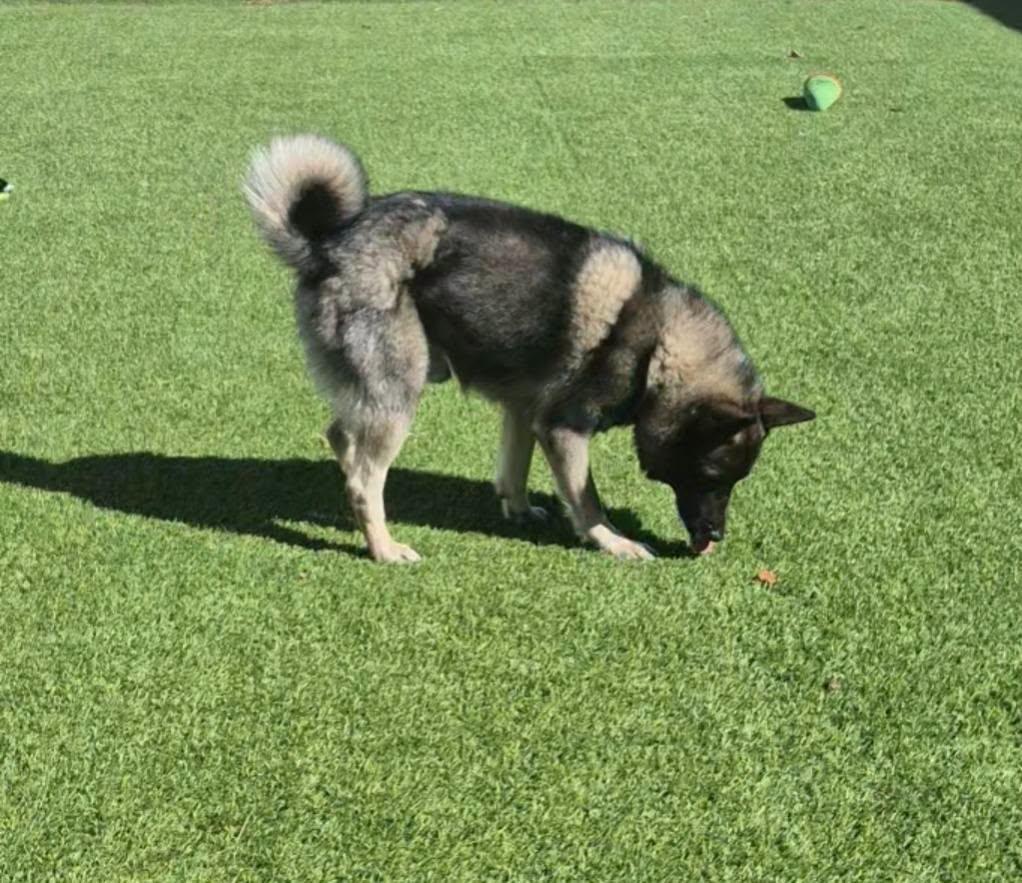 Enlarge Warlock, a Adoptable mixed breed in Frankfort, KY image 5/5