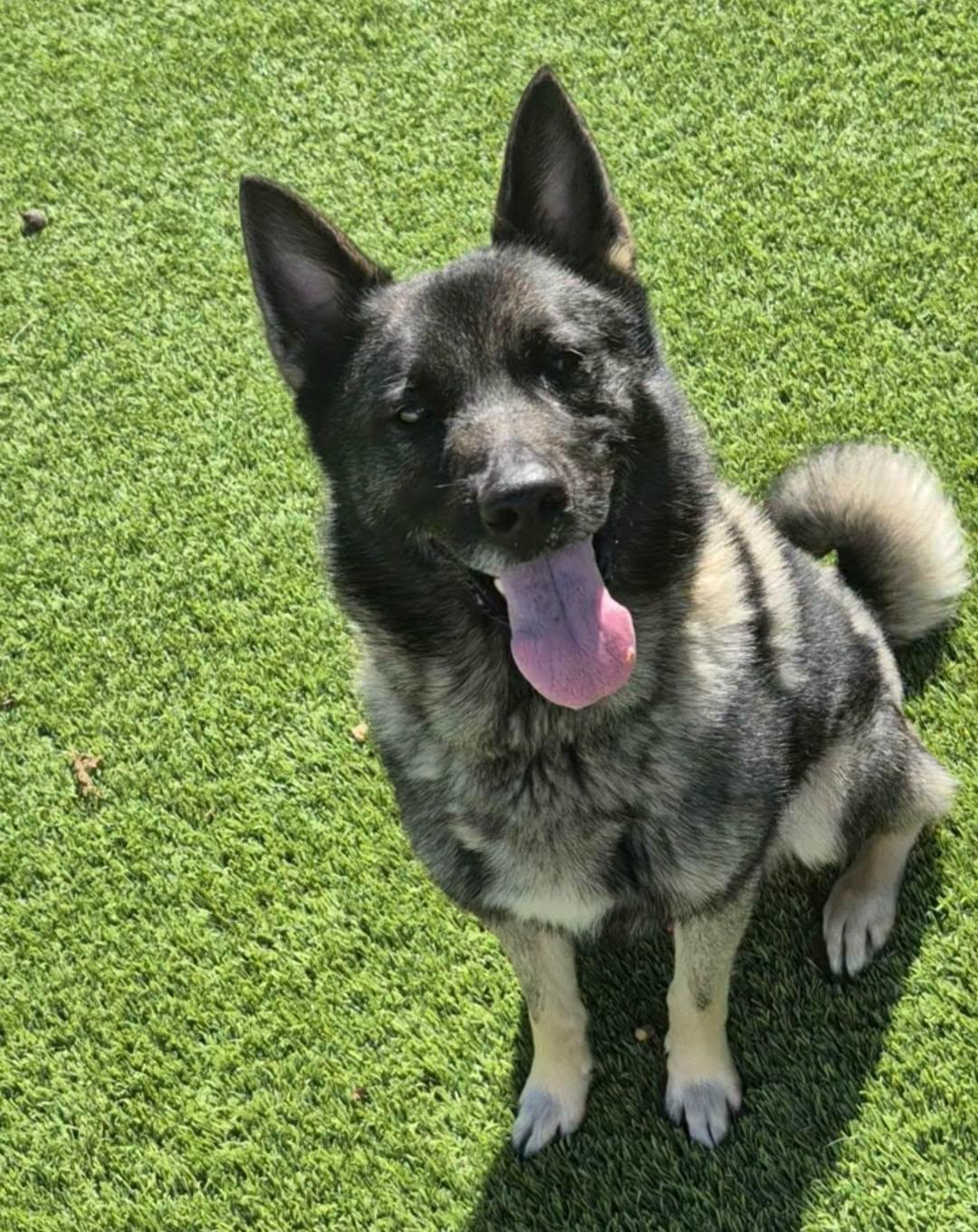 Warlock, ADOPTABLE, Young • Male, Norwegian Elkhound & Keeshond.