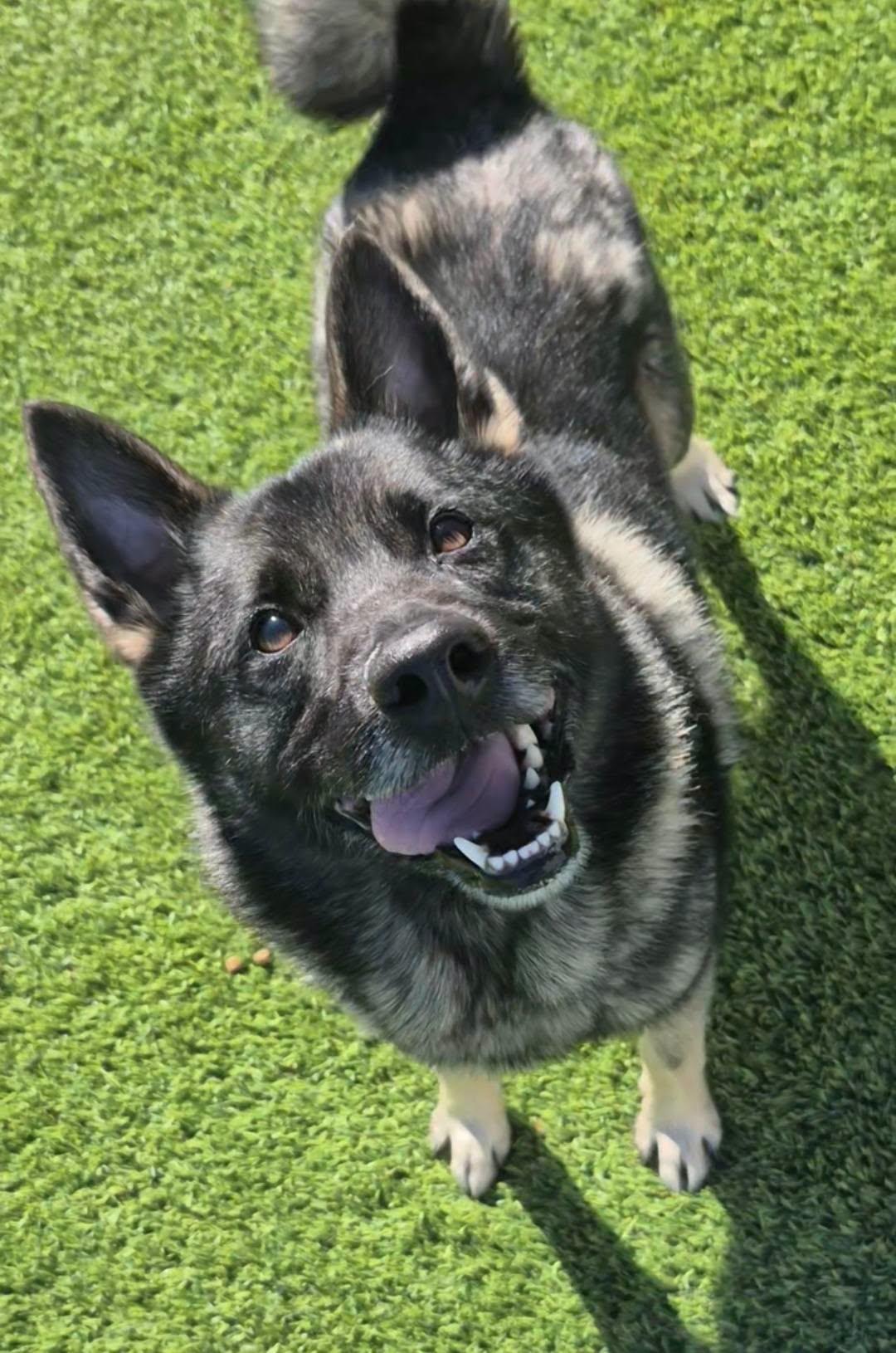 Enlarge Warlock, a Adoptable mixed breed in Frankfort, KY image 4/5