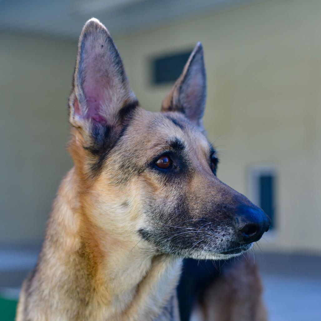 Enlarge Roxanne, a Adoptable German Shepherd Dog in Ottawa, KS image 1/2