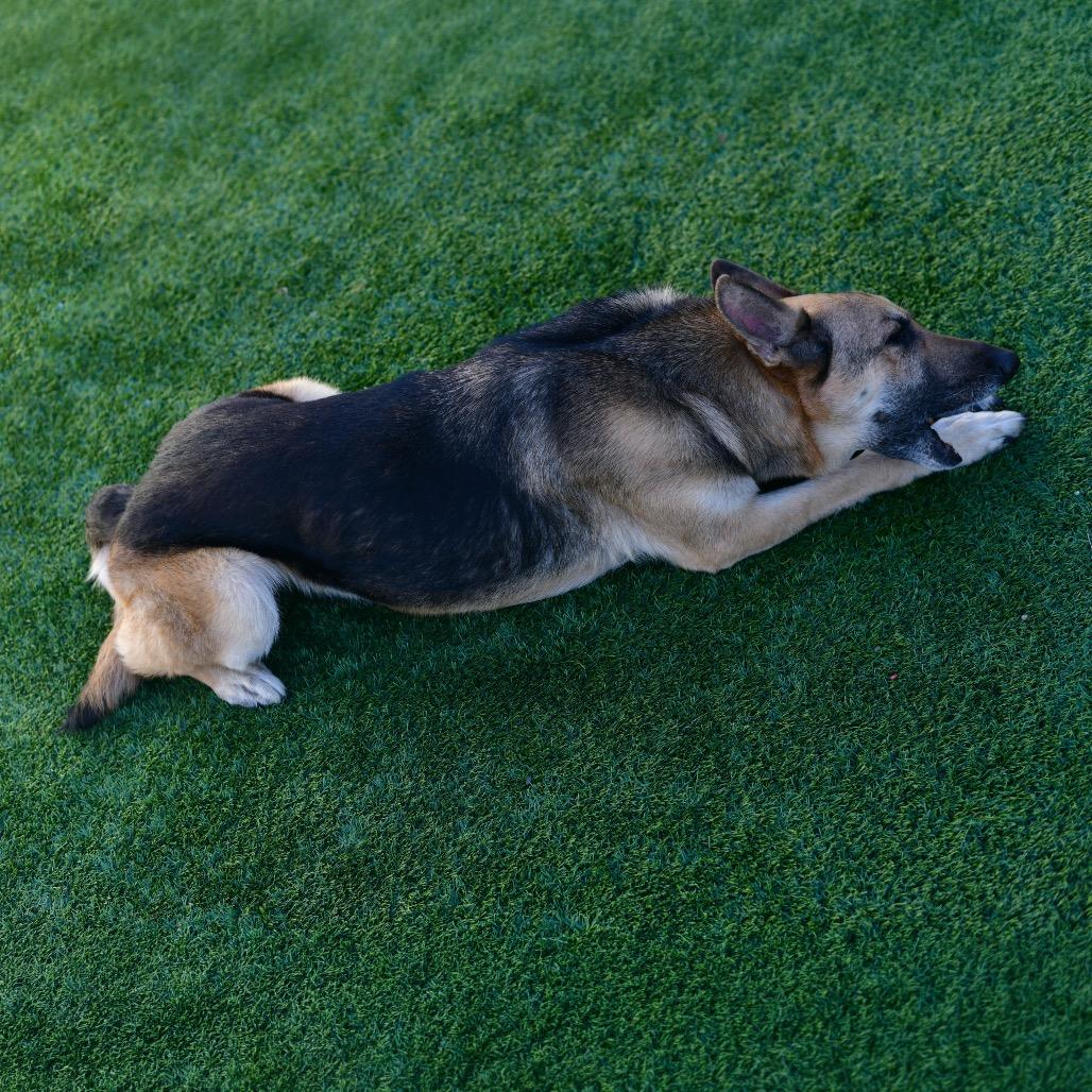 Enlarge Roxanne, a Adoptable German Shepherd Dog in Ottawa, KS image 2/2