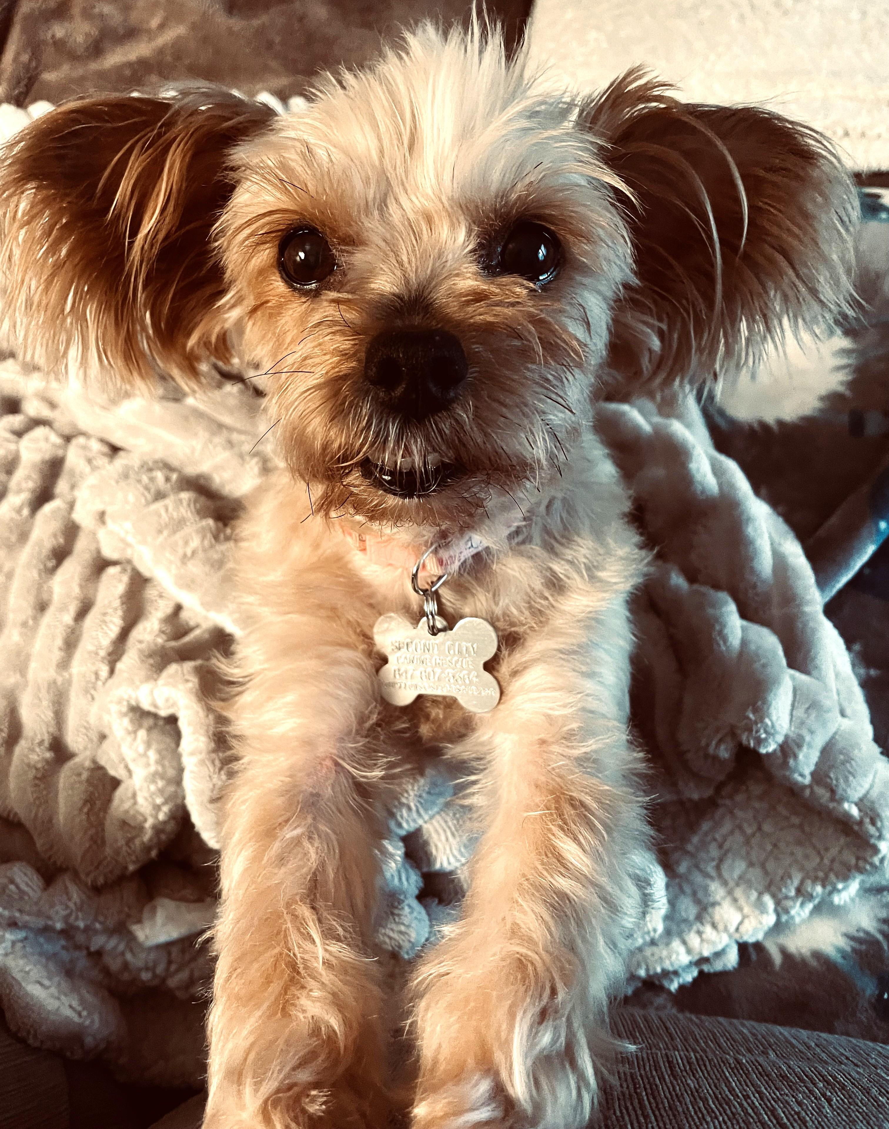 Enlarge Yumi, an adoptable mixed breed in Palatine, IL image 1/5