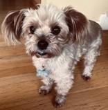 Yumi, adoptable, Senior Female Shih Tzu & Mixed Breed.