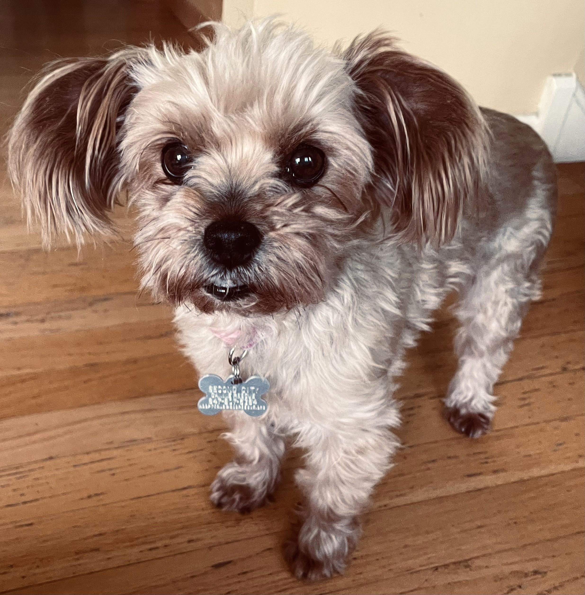 Enlarge Yumi, an adoptable mixed breed in Palatine, IL image 3/5