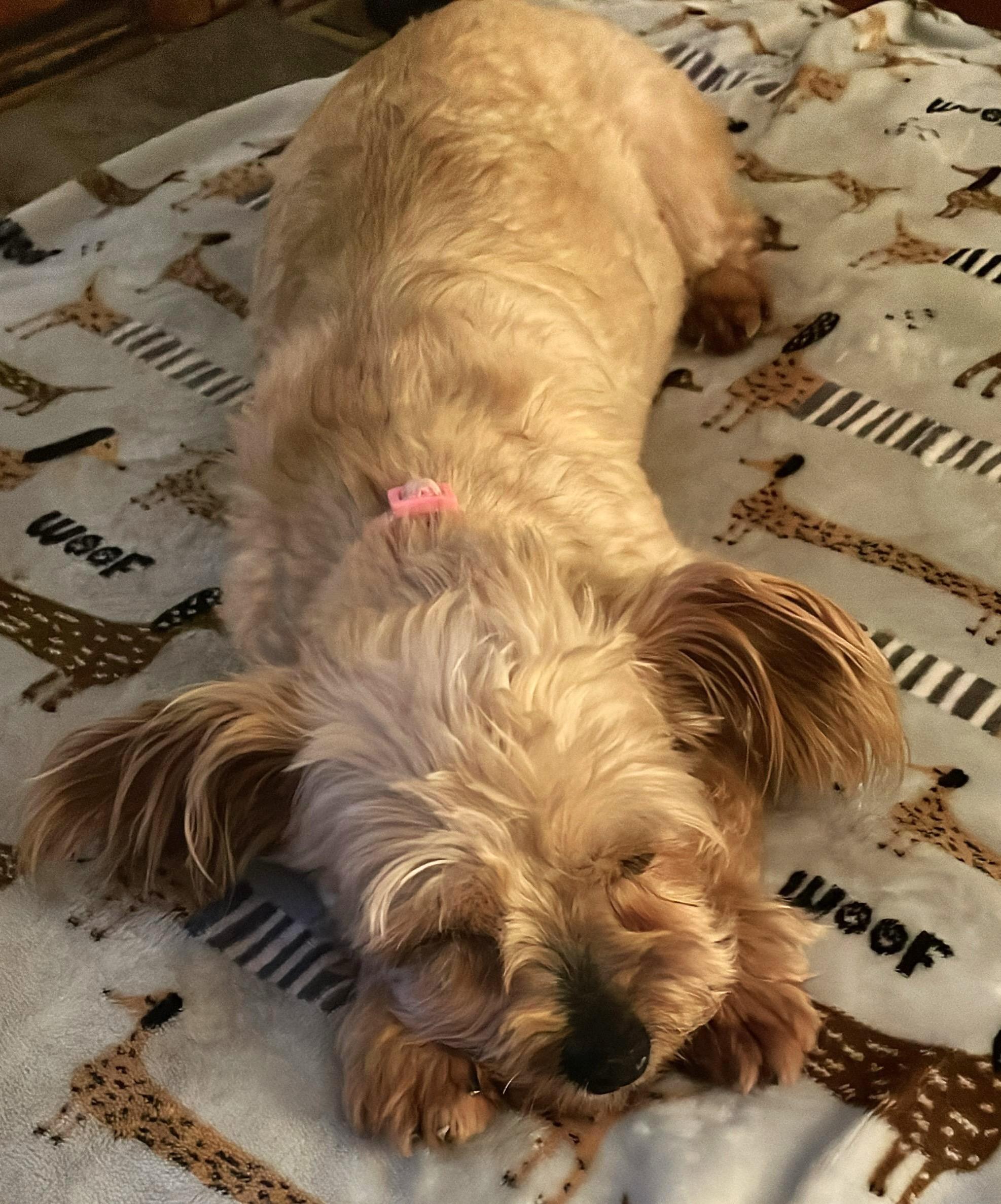 Enlarge Yumi, an adoptable mixed breed in Palatine, IL image 5/5