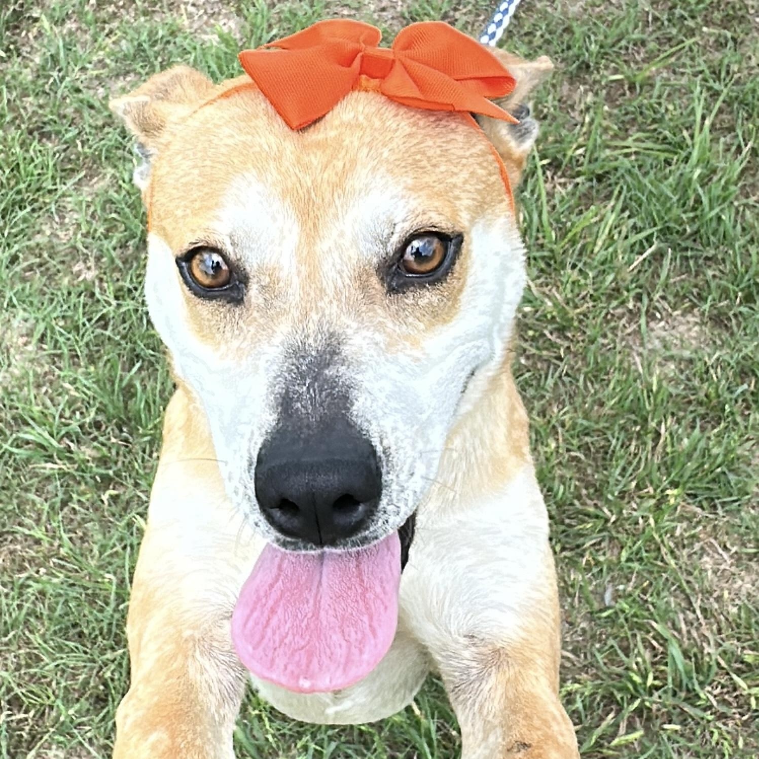 Enlarge Dottie, a Adoptable mixed breed in Gonzales, TX image 2/5