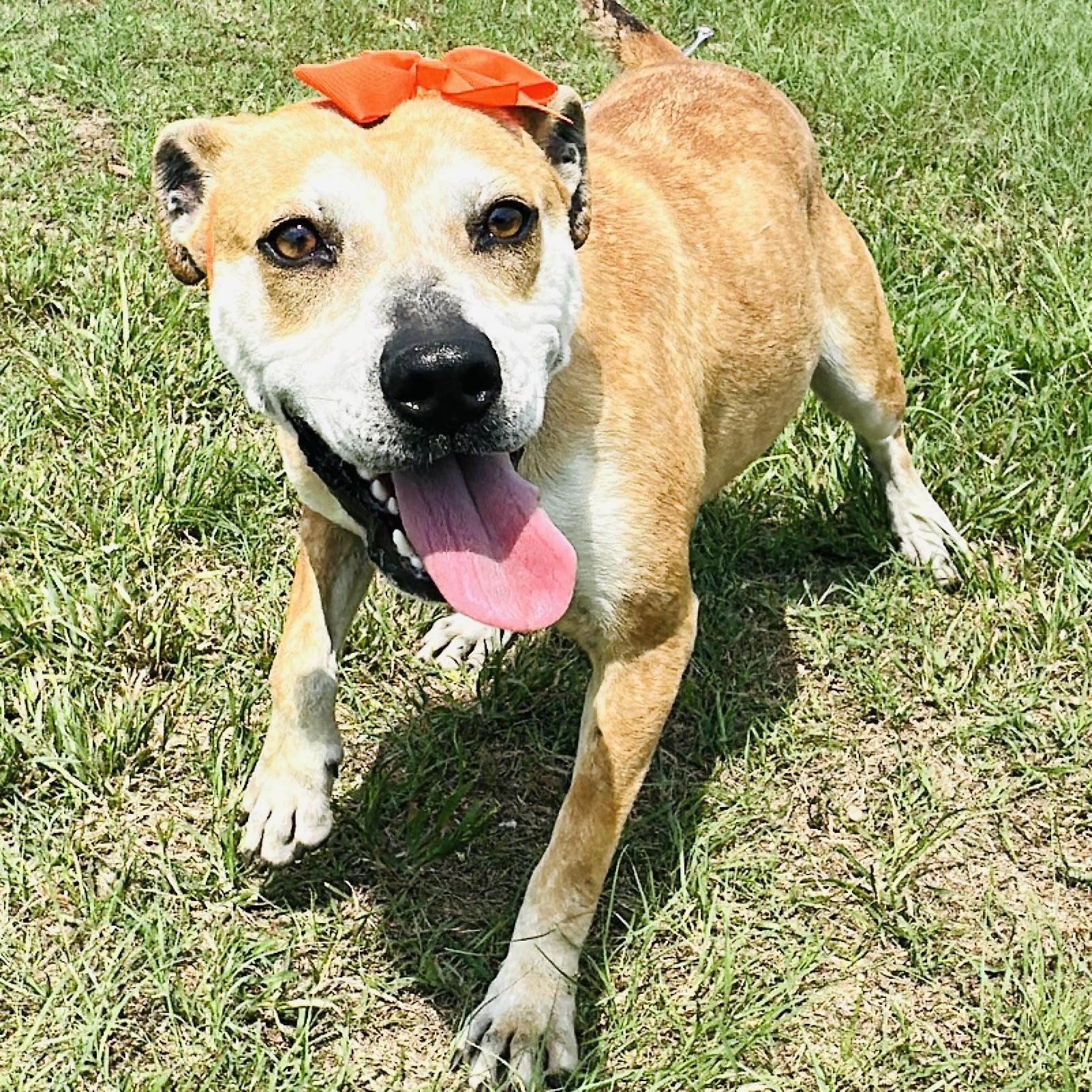 Enlarge Dottie, a Adoptable mixed breed in Gonzales, TX image 3/5