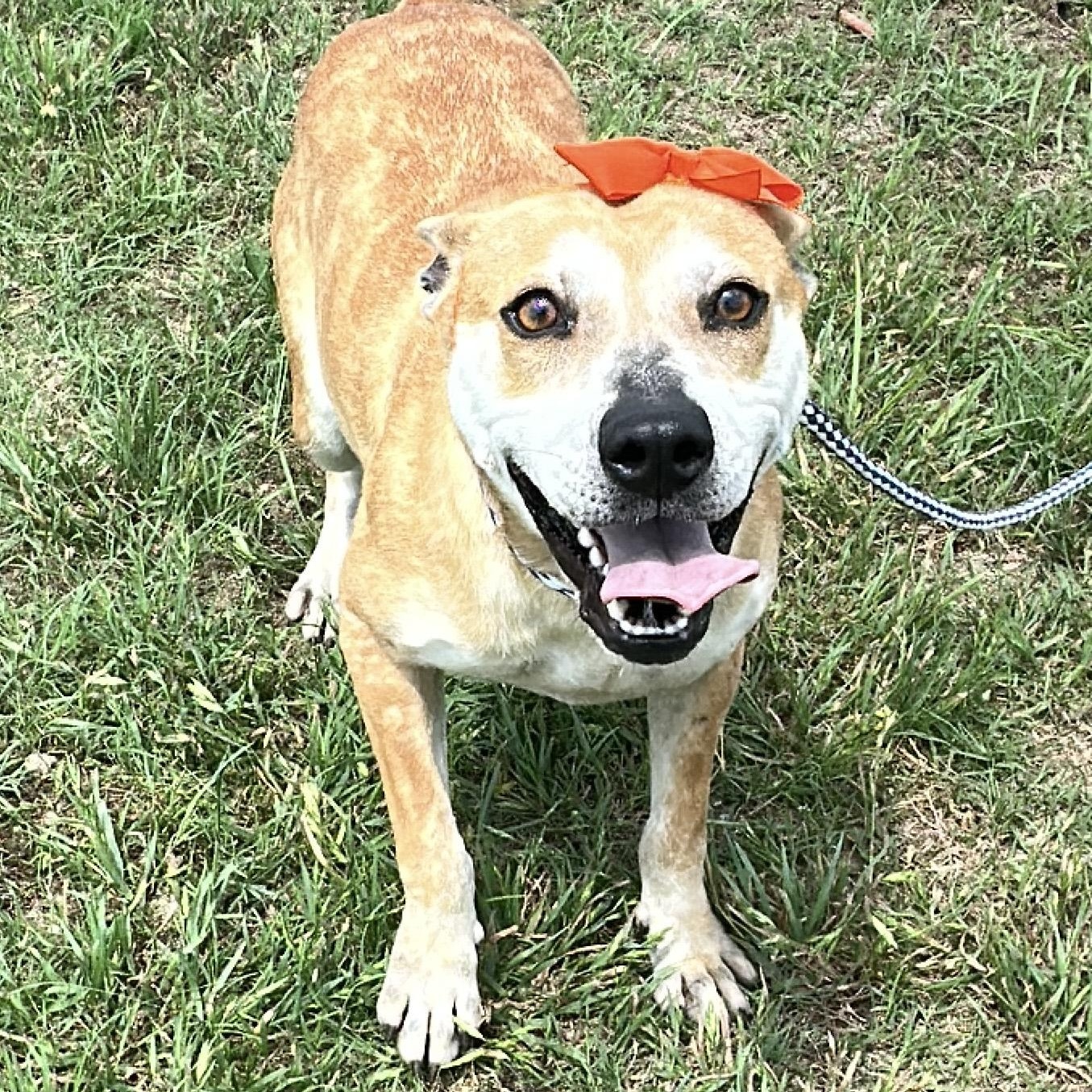 Enlarge Dottie, a Adoptable mixed breed in Gonzales, TX image 4/5