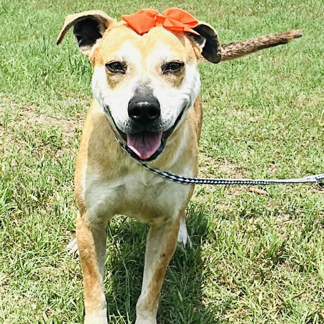 Enlarge Dottie, a Adoptable mixed breed in Gonzales, TX image 1/5