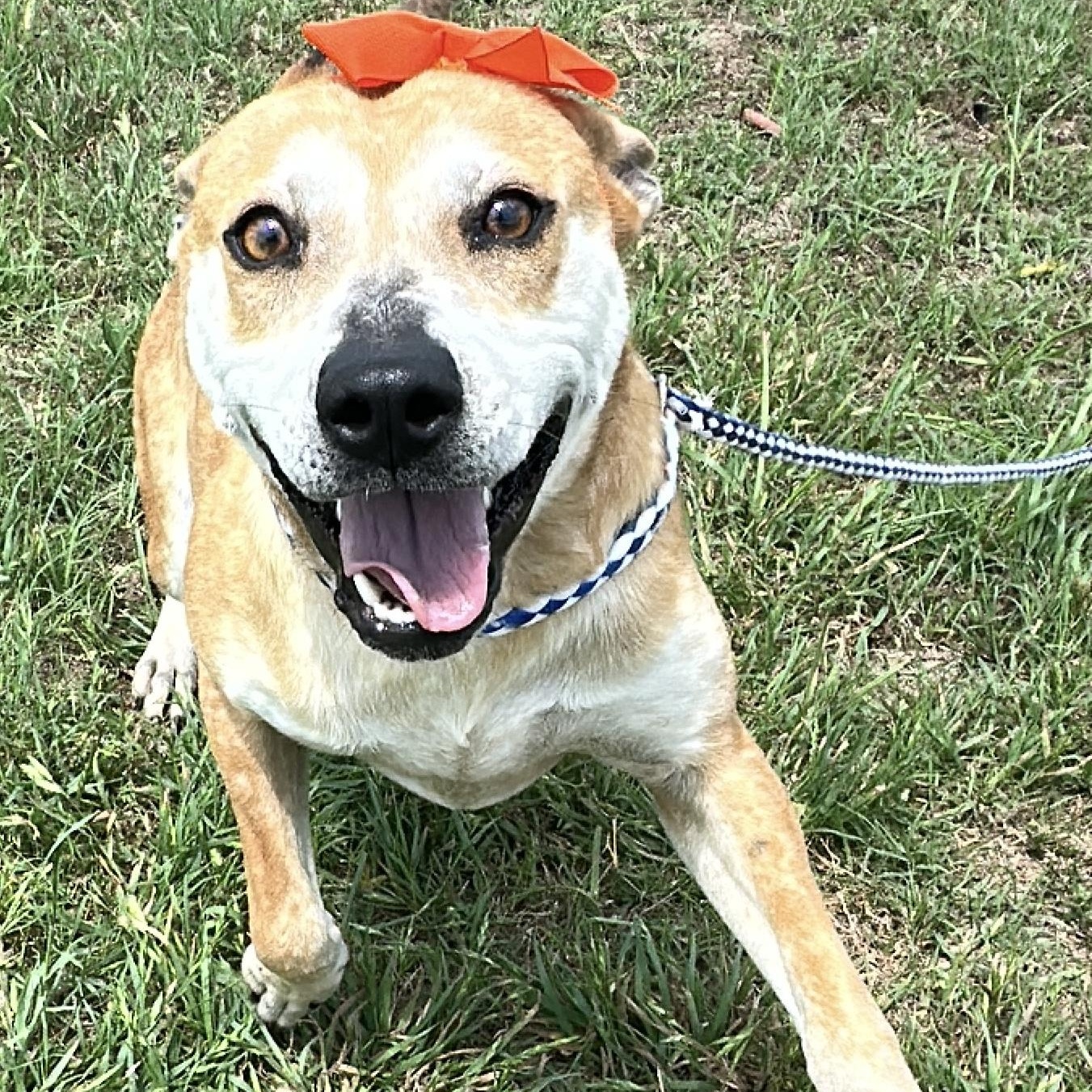 Enlarge Dottie, a Adoptable mixed breed in Gonzales, TX image 5/5