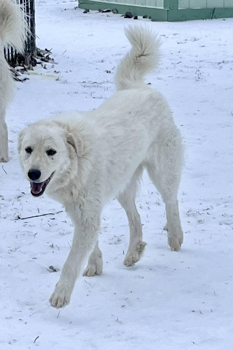 Lexi bonded with Dexter