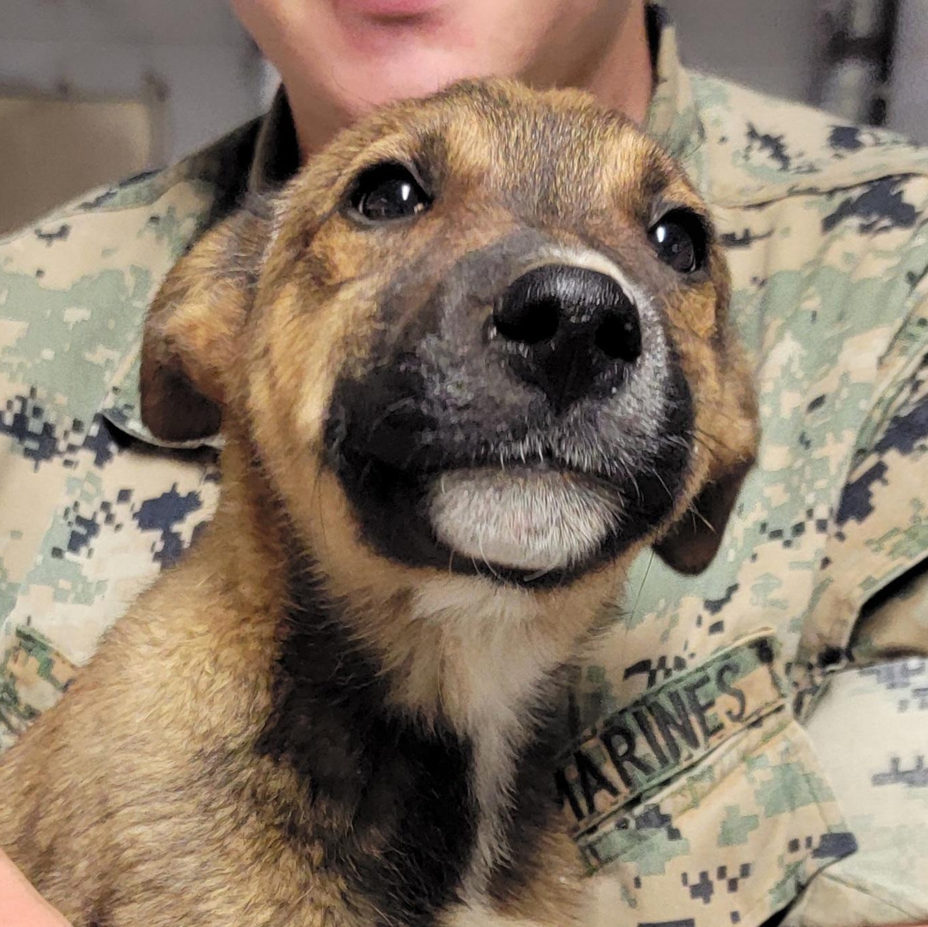 Huey, adopted, Puppy Male Shepherd.