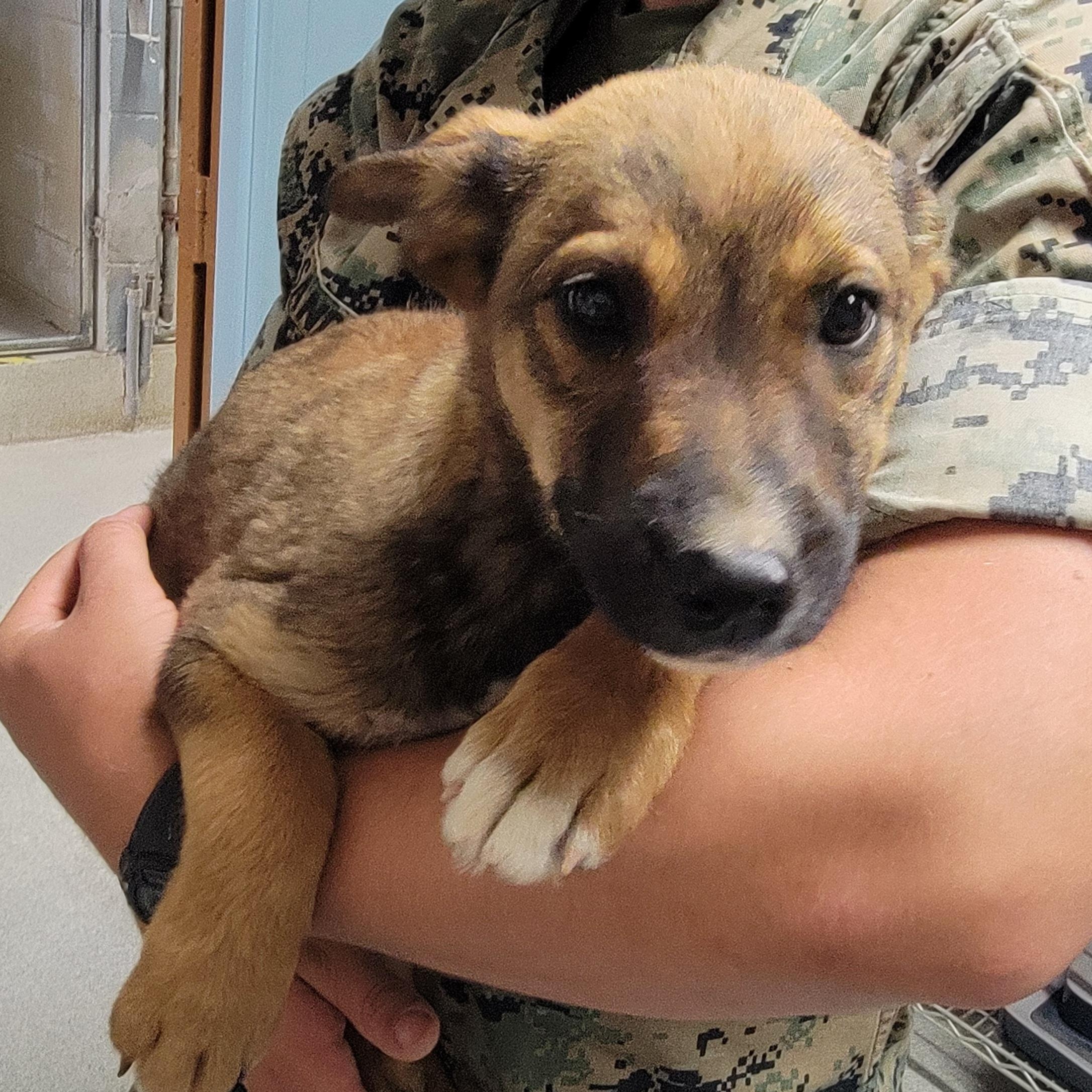 Huey, an adopted mixed breed in Camp Pendleton, CA image 3/4