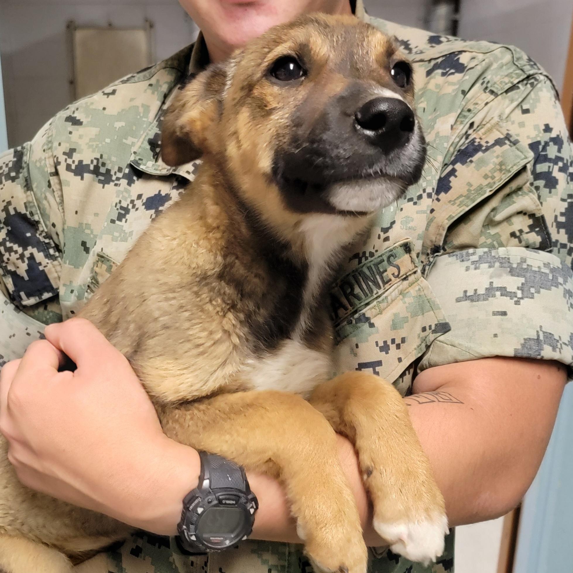 Huey, an adopted mixed breed in Camp Pendleton, CA image 4/4