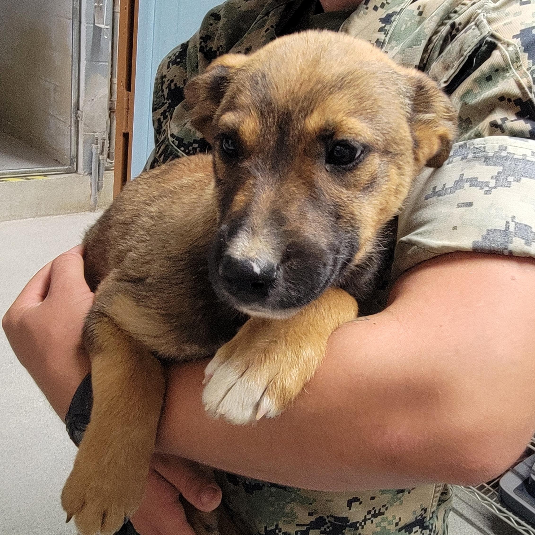 Huey, an adopted mixed breed in Camp Pendleton, CA image 2/4