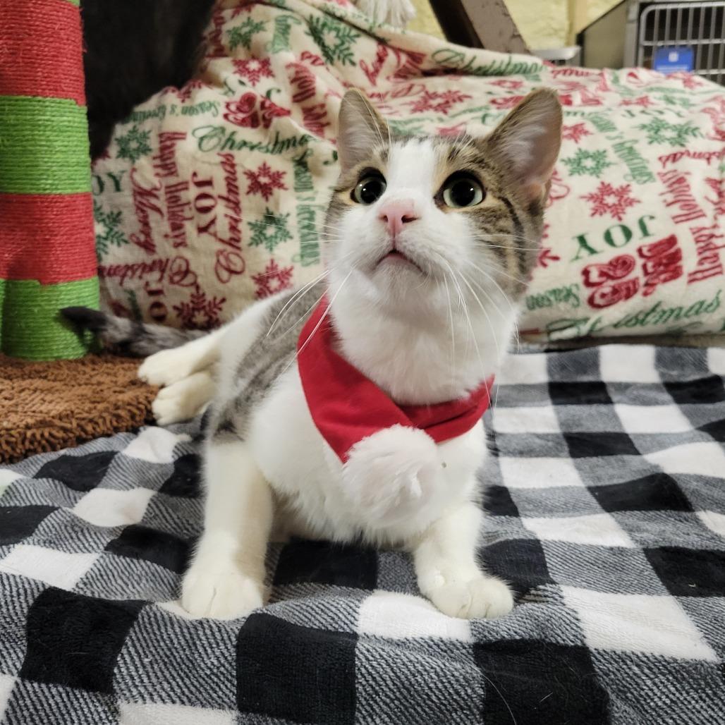 Sailom, a Adoptable Domestic Short Hair in Park Falls, WI image 1/4