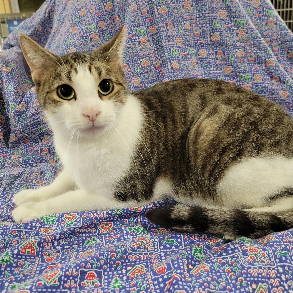 Sailom, a Adoptable Domestic Short Hair in Park Falls, WI image 2/4