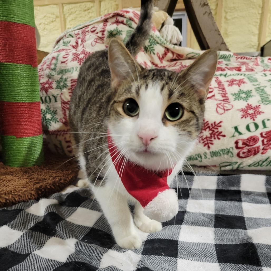 Sailom, a Adoptable Domestic Short Hair in Park Falls, WI image 3/4