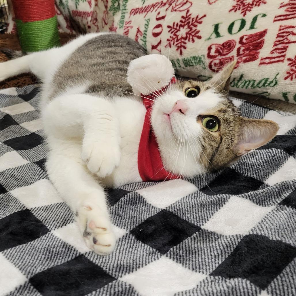 Sailom, a Adoptable Domestic Short Hair in Park Falls, WI image 4/4