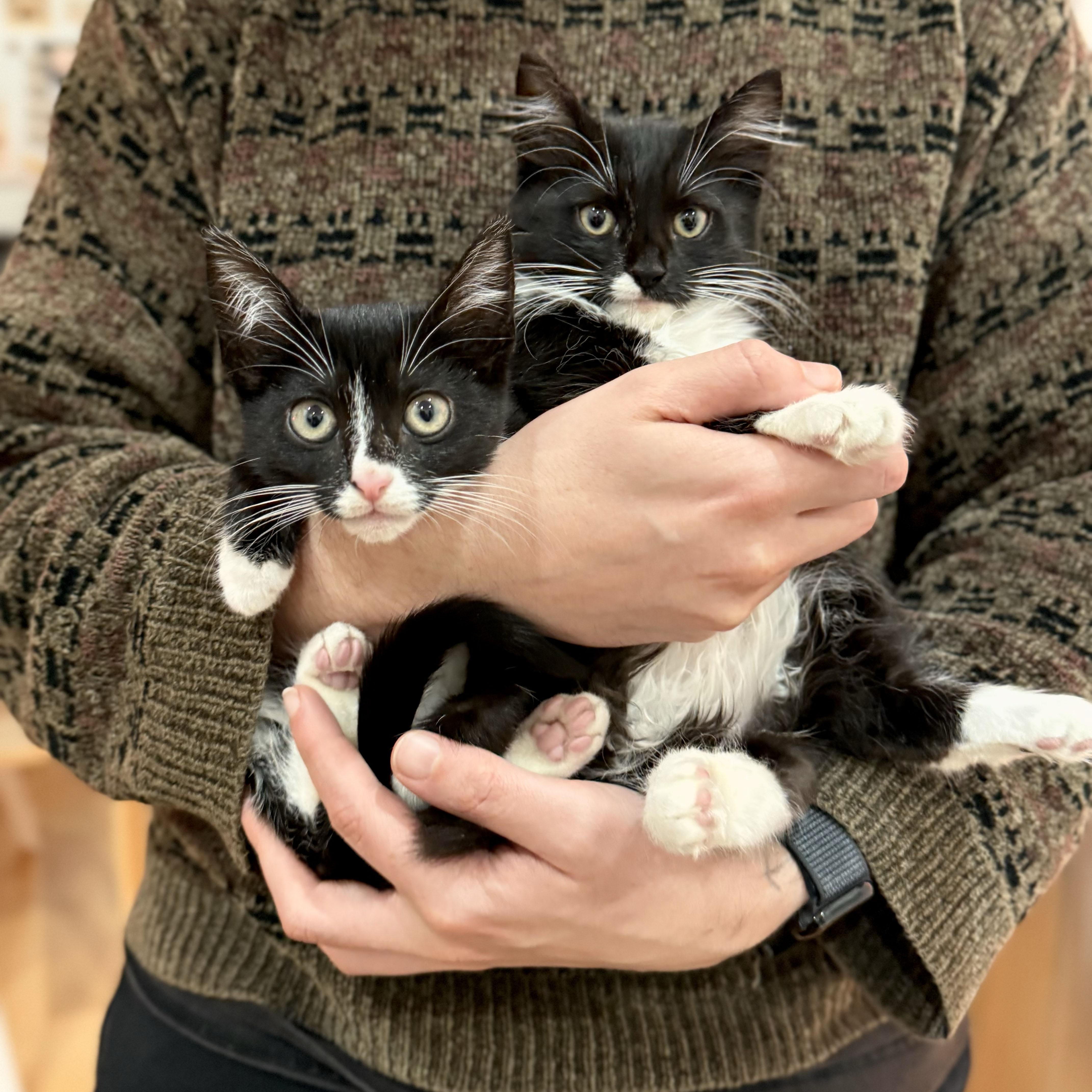 Cashmere + Velvet, ADOPTABLE, Kitten Female Domestic Medium Hair.